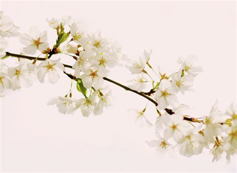 Pear Blossom Photograph By Jessica Jenney Fine Art America