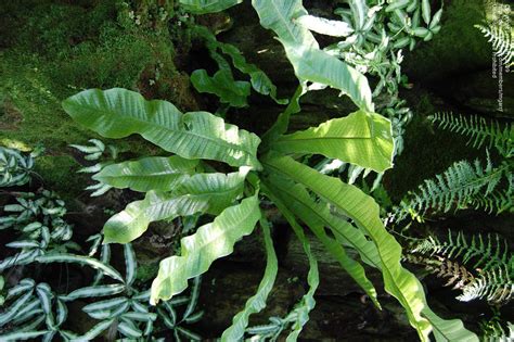 Plantfiles Pictures Microsorum Crocodile Fern Crocodylus Fern