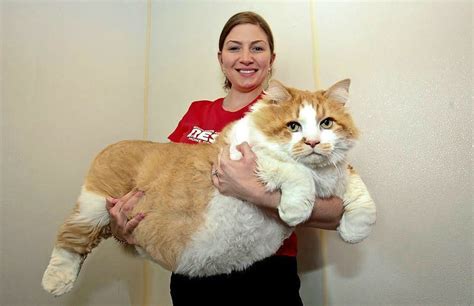 Größte Katzenrasse Größte der Welt