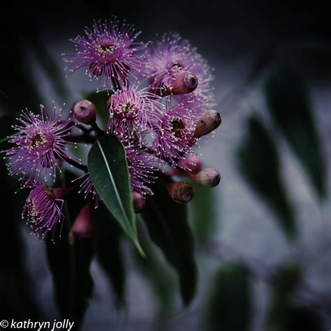 Pink Eucalyptus Flowers Gum Trees In Bloom Are So Lovely