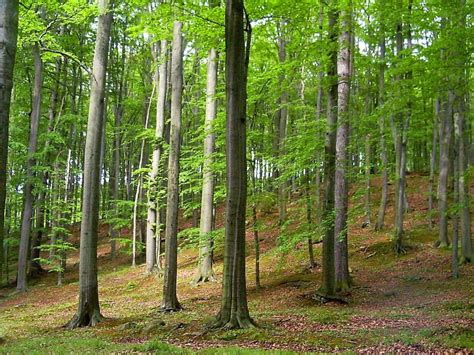Jizerskohorské bučiny jsou komplexem smíšeného, převážně bukového lesa přirozeného charakteru, s geomorfologicky významnými útvary a s dochovanými přirozenými. Národní přírodní rezervace Voděradské bučiny - Obec Vyžlovka