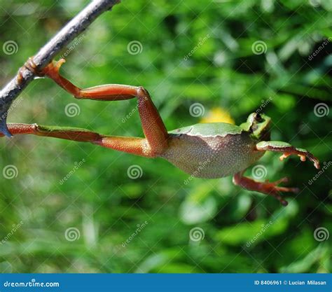 Frogs Jump 2 Stock Image Image 8406961