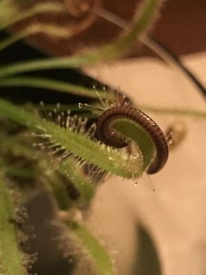 We did not find results for: Worm With Tiny Legs In Bathtub Is A Millipede - All About ...