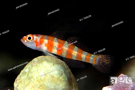Candycane Pygmy Goby Trimma Cana Swimming Stock Photo Picture And