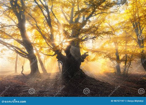 Magical Old Forest With Sun Rays Amazing Trees In Fog Stock Image