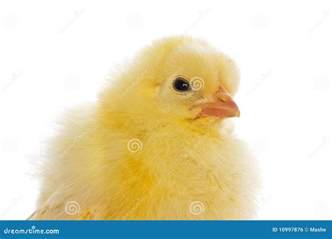 Cute Baby Chicks Stock Photo Image Of Plume Fluffy 10997876