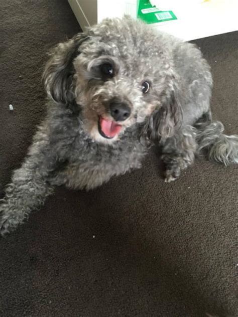 For Sale Silver Toy Poodle