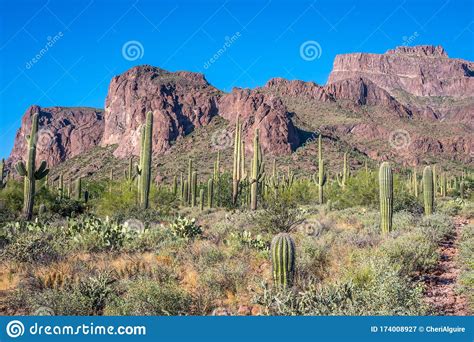 A Long Slender Saguaro Cactus In Apache Junction Arizona Stock Image