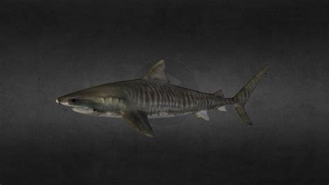 Tiger Shark By Zerosvalmont 3d Model By Zerosvalmont 2adf057