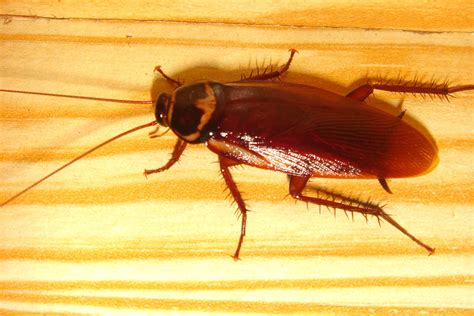 Killer Fifty Foot Cockroaches - The Infinite Spider
