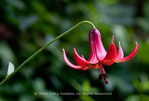 Canada Lily Lilium Canadense Beautiful Flower Pictures Blog