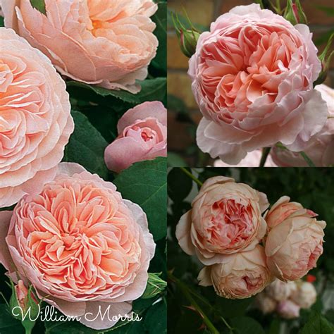 White dahlias, peach david austin roses juliet, light purple sweet pea and white scabiosa with seeded eucalyptus and natural greenery. David Austin Roses to Plant in your Garden - DIY Decorator