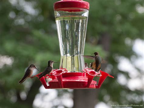 How do you make hummingbird food without boiling? Hummingbird Feeders - Hummingbird Pictures