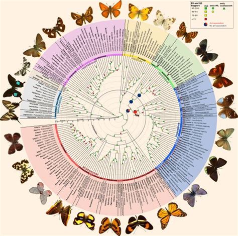 First Comprehensive Map Of Butterfly Evolution Branch Support Is Color