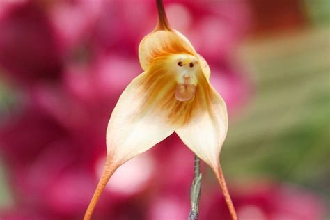 9 Extraordinary Facts About Monkey Flower