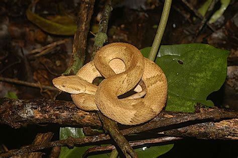 Personagem Mitológico Com Cobras Na Cabeça