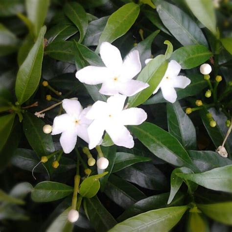 Jenis Jenis Bunga Warna Putih Kecil Imagesee