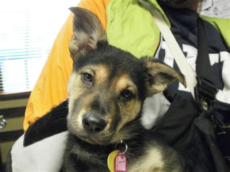 At mission pet hospital, we know pets are like family. » Why Adopt Baozi?