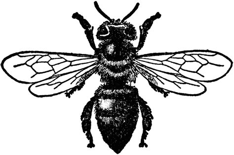 1400 x 980 jpeg 152 кб. Honey Bee (Worker) | ClipArt ETC
