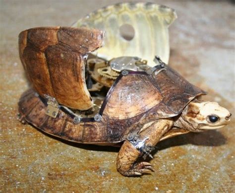 What Do Turtles Look Like Without Their Shell Tommy Grier Torta Nuziale