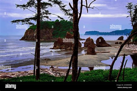 Ruby Beach With Sea Stack In Foreground And Abbey Island Behind
