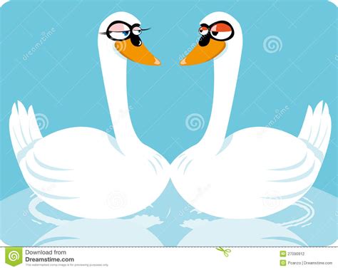 funny swans stock photography image