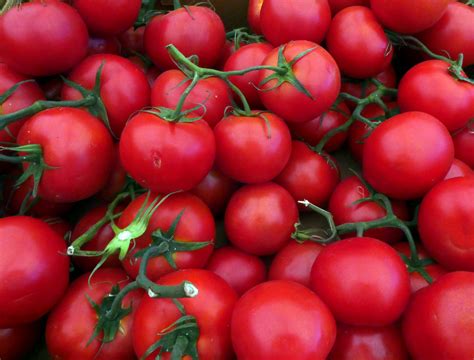 Freshly Picked Tomatoes Free Stock Photo Public Domain Pictures