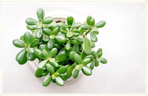 Jade Plant Care Guide: Growing Info + Tips - ProFlowers Blog