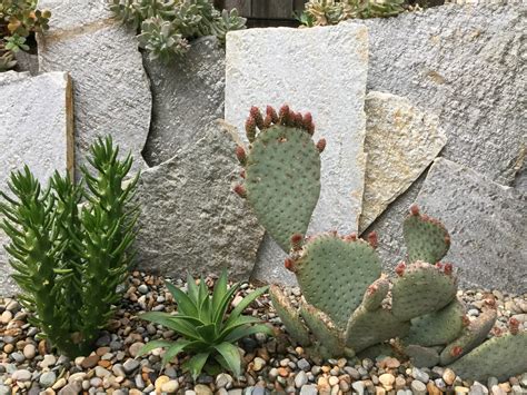 Find out how to boost your stock of succulents and cactus plants by propagating from leaf and stem cuttings. Succulent Garden, Bay Area - Cactus Jungle