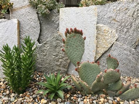 There are a large number of cacti genera that are grown as indoor plants. Succulent Garden, Bay Area - Cactus Jungle