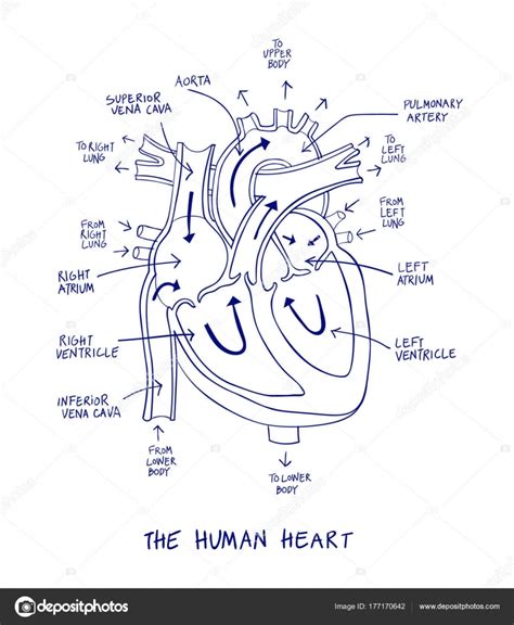 Anatomia Del Corazon Humano En Spanish