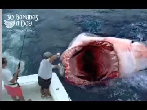 MEGALODON SHARK hits boat off Florida coast. Real or fake? - YouTube