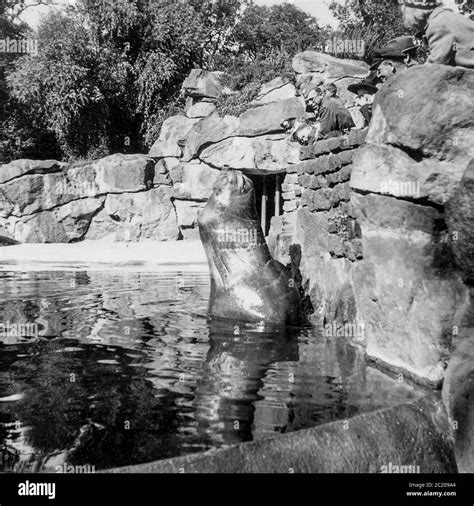 Roland the Elephant Seal in the Berlin Zoo on the 21st September 1941