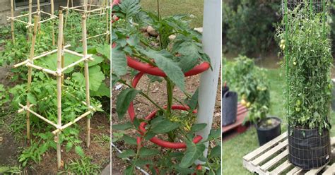 18 Diy Tomato Cage And Stake Ideas Balcony Garden Web