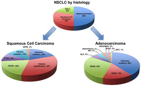 Nsclc By Histology And Mutations Nsclc Non Small Cell Lung Cancer