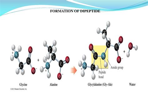 Ppt Amino Acids Powerpoint Presentation Free Download Id9327288