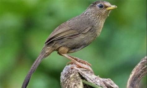 Suara burung jenggot mini /ciung air cocok digunakan untuk pancingan burung macet. Jenis Burung Jenggot Mini : Daftar Harga Burung Kicau Terbaru Januari 2021 Hargabulanini Com ...