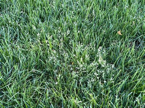 Lawn Turf Update May 4 2023 Turf