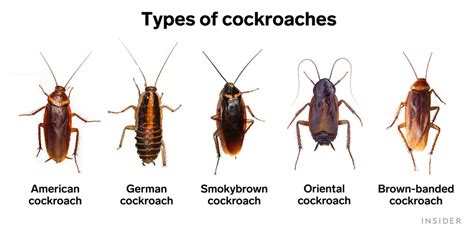 How To Eliminate Cockroaches Naturally Quick And Effective Methods Living In Style