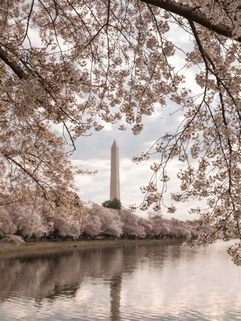 Tidal Basin Cherry Blossoms Best Cherry Blossoms In Dc Live Love Run