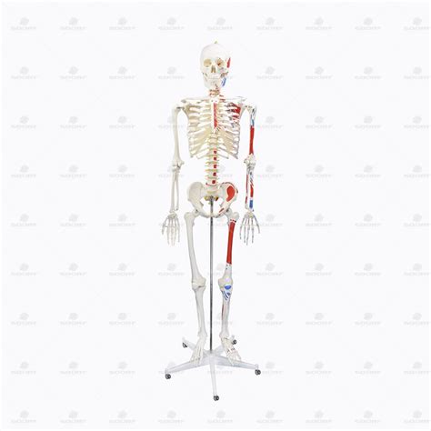 esqueleto humano 1 70cm com origens e inserÇÕes musculares com haste e suporte sd5001b loja