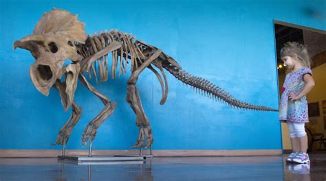 New Dinosaur Species Unveiled By Woodland Park Paleontology Team