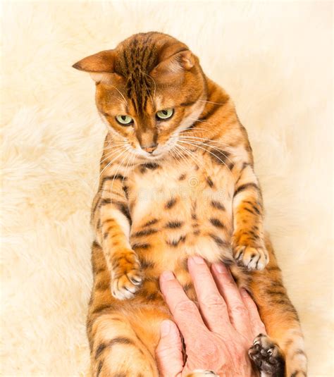 Nevaeh /leopardstar bengals breed high quality bengal cats based in the south of england. Orange Brown Bengal Cat On Wool Rug Stock Photo - Image of ...