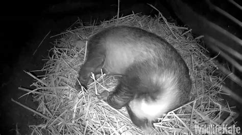 Badger Sleeping In Sett 6th Sept Youtube