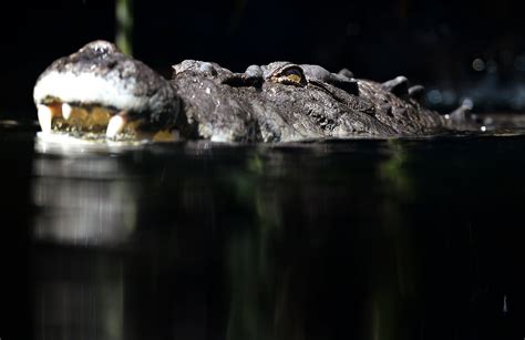 If you are working in an enclosure full of crocodiles, don't turn your back on them to answer your mobile phone. 'Crocodile Warnings' Exist and Are Happening in Australia ...
