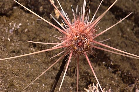 Long Spined Sea Urchin Qrius