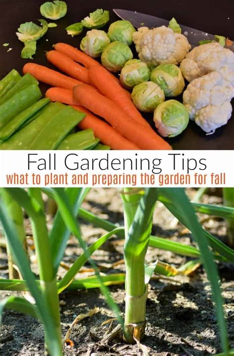 Fall Vegetable Gardening 5 Things To Plant Now Turning The Clock Back