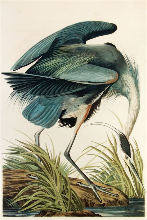 John James Audubon Most Famous Paintings Painting