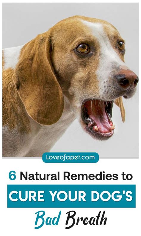 Take a minute and try this easy bad breath self awareness test, suggests levine. How to Get Rid of Bad Dog Breath: Treatments and ...