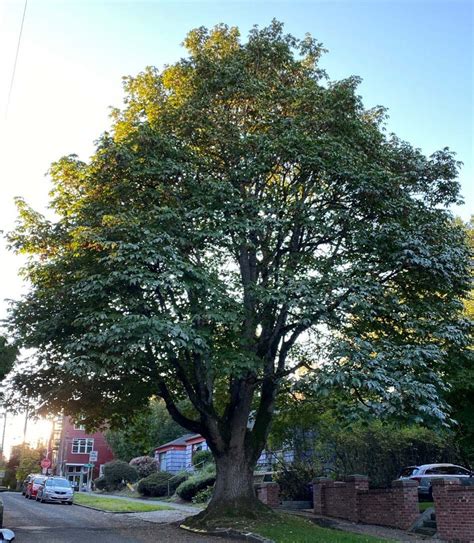 Help Save An Exceptional Big Leaf Maple Tree In Madrona Friends Of